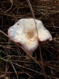Laccaria ochropurpurea image