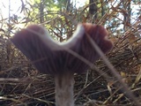 Laccaria ochropurpurea image