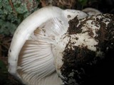 Hygrophorus subalpinus image