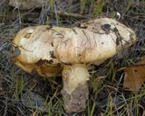 Tricholoma manzanitae image