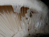 Hygrophorus subalpinus image