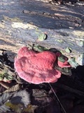 Phlebia incarnata image