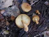 Leucopholiota decorosa image