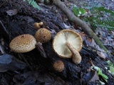 Leucopholiota decorosa image