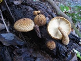 Leucopholiota decorosa image