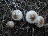 Hygrophorus pustulatus image