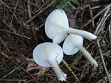 Hygrophorus pustulatus image
