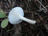 Hygrophorus pustulatus image