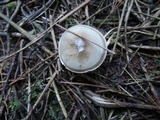 Hygrophorus pustulatus image