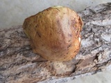Suillus americanus image