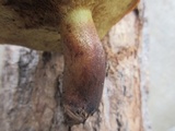 Suillus americanus image