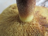 Suillus americanus image