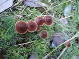 Cortinarius obtusus image
