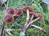 Cortinarius obtusus image