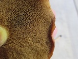 Suillus americanus image