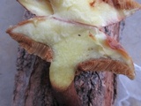 Suillus americanus image