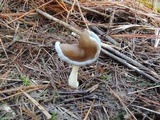 Helvella compressa image