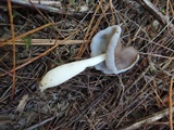Helvella compressa image