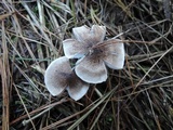 Tricholoma scalpturatum image