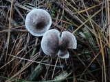 Tricholoma scalpturatum image