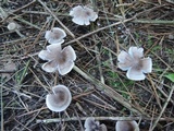 Tricholoma scalpturatum image