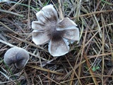 Tricholoma scalpturatum image