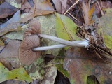 Entoloma hebes image