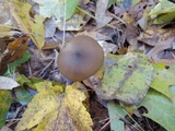 Entoloma hebes image