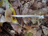 Entoloma hebes image