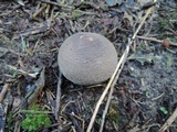 Lycoperdon molle image