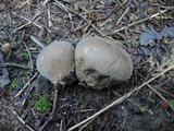Lycoperdon molle image