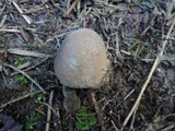 Lycoperdon molle image