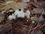 Mycena metata image