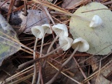 Mycena metata image