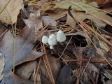 Mycena metata image