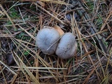 Chroogomphus ochraceus image