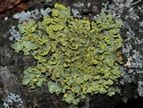 Pseudocyphellaria aurata image