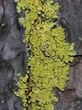 Pseudocyphellaria aurata image