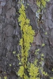 Pseudocyphellaria aurata image