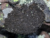 Umbilicaria deusta image