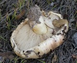 Tricholoma manzanitae image