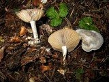 Clitocybe glacialis image