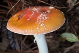 Amanita persicina image