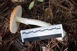 Amanita persicina image