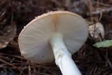 Amanita persicina image