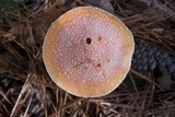 Amanita persicina image
