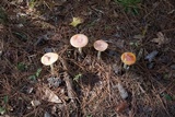 Amanita persicina image