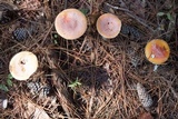 Amanita persicina image