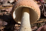 Amanita persicina image