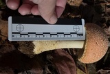 Amanita persicina image